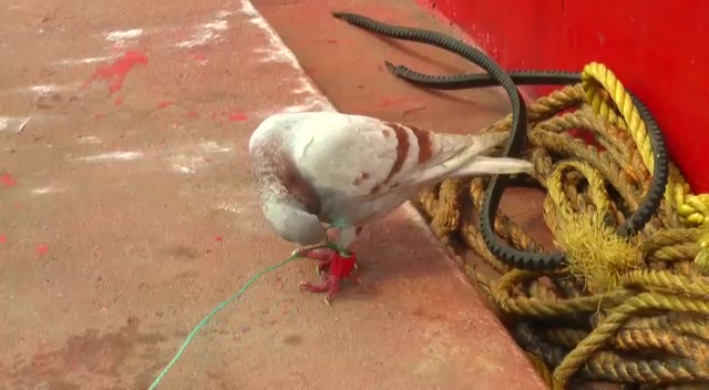  suspected spy pigeon fitted with a tiny camera & a chip caught from a fishing boat off the Paradip coast in Jagatsinghpur
