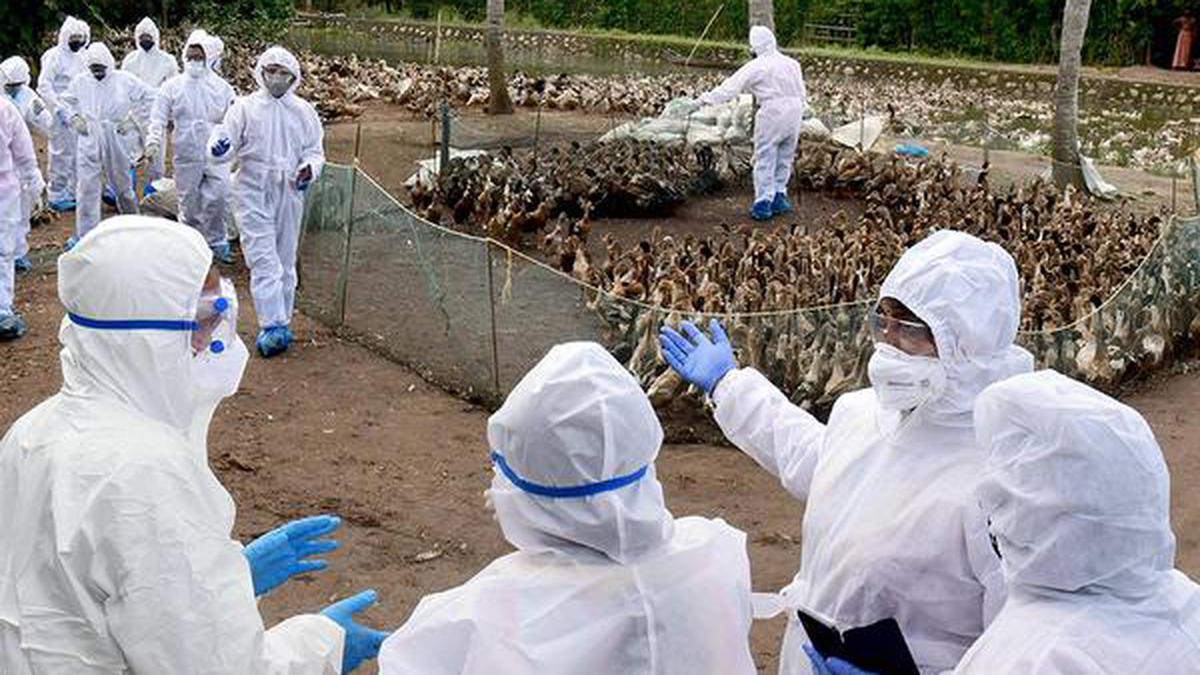 The animal protection department has tightened the monitoring of bird flu in two places in Alappuzha