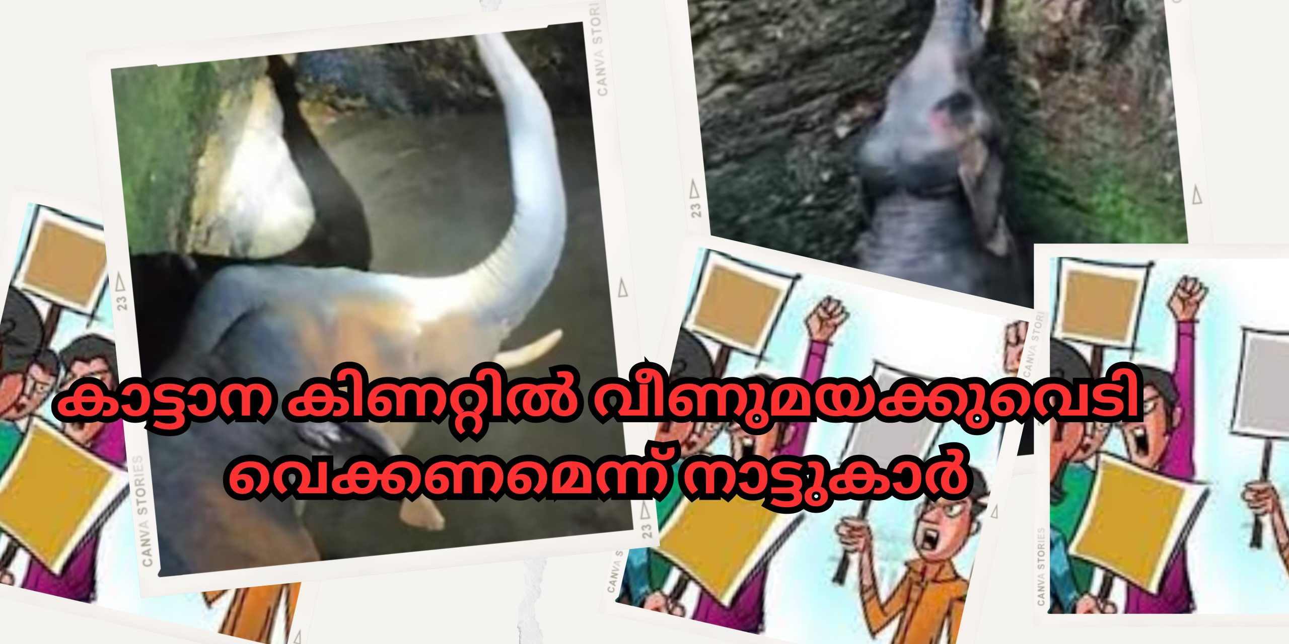 A wild animal fell into a well in the residential area of Kothamangalam; Locals want drug bust